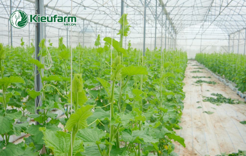Đầu tư mô hình nhà màng dưa lưới tại Kiên Giang