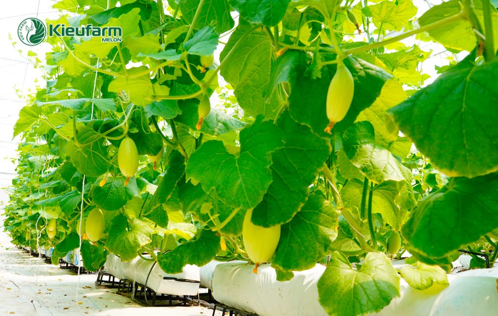 Vì sao nên đầu tư nhà màng dưa lưới