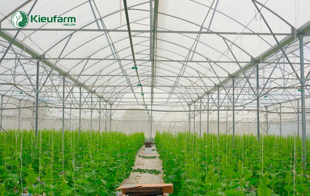 Trồng dưa lưới trong nhà màng