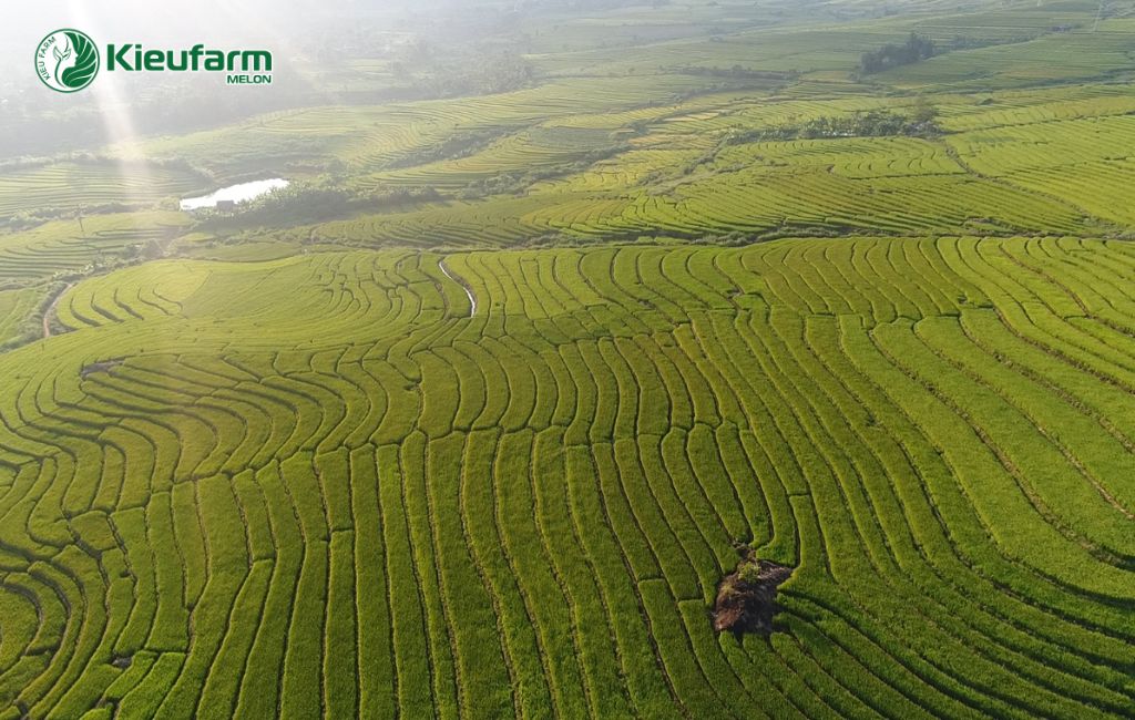 Lúa chất lượng cao