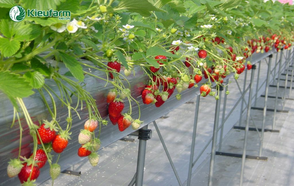 Mô hình nhà màng Lâm Đồng