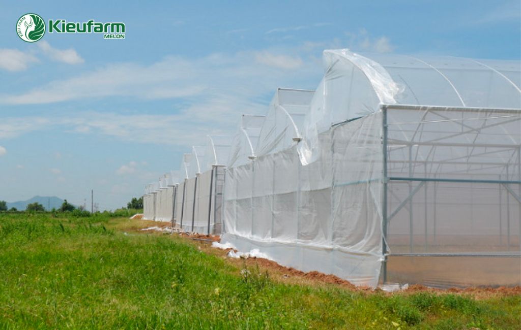 Mô hình nhà màng dưa lưới