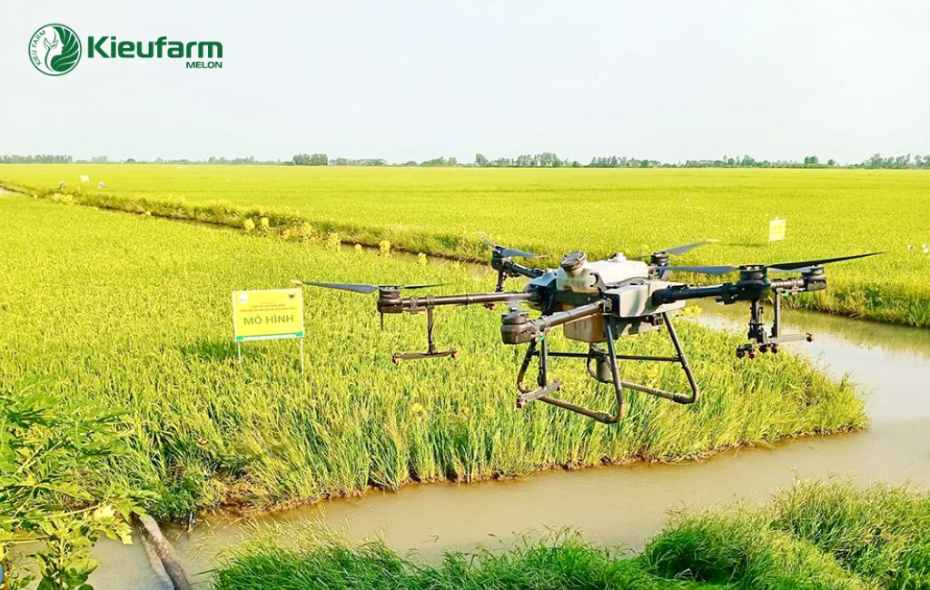 Trồng lúc ứng dụng công nghệ