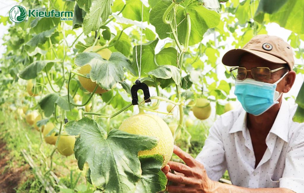 Mô hình nông nghiệp công nghệ cao tại HCM