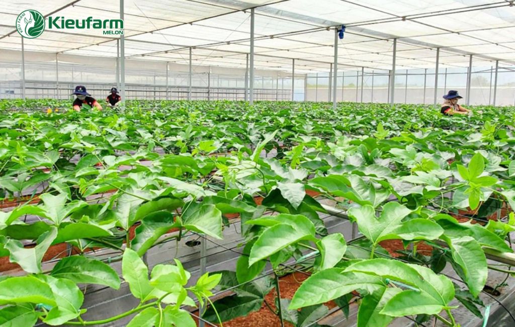 Nông nghiệp cây ăn trái nhà màng
