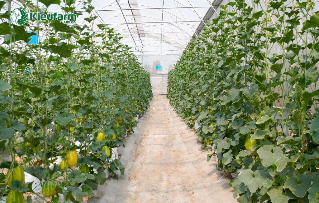 Mô hình nhà màng dưa lưới