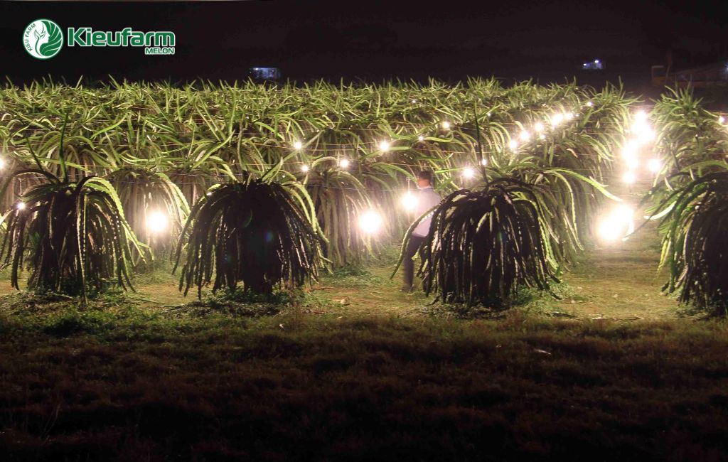 Tái cơ cấu nông nghiệp tại Long An