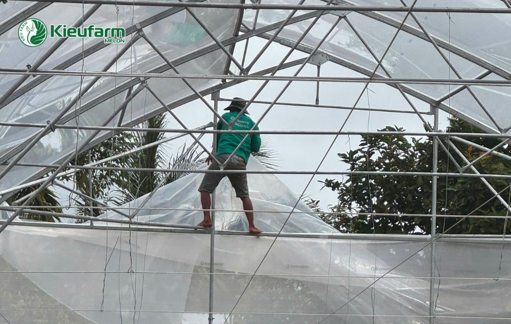 Thi công nhà màng dưa lưới tại Bến Tre