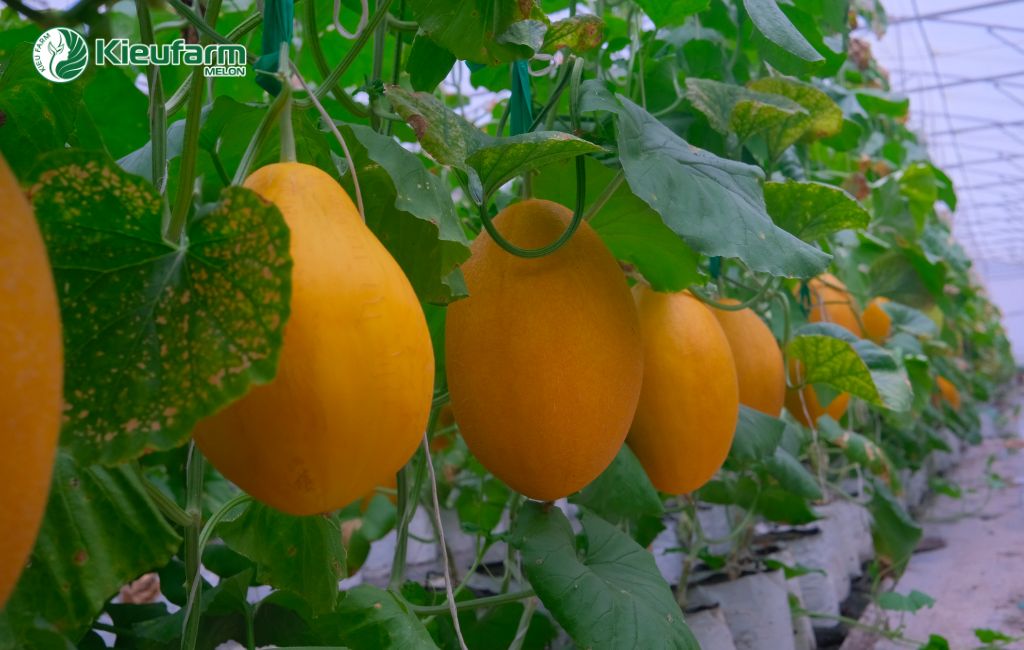 Dự án nhà màng dưa lưới tại Long An