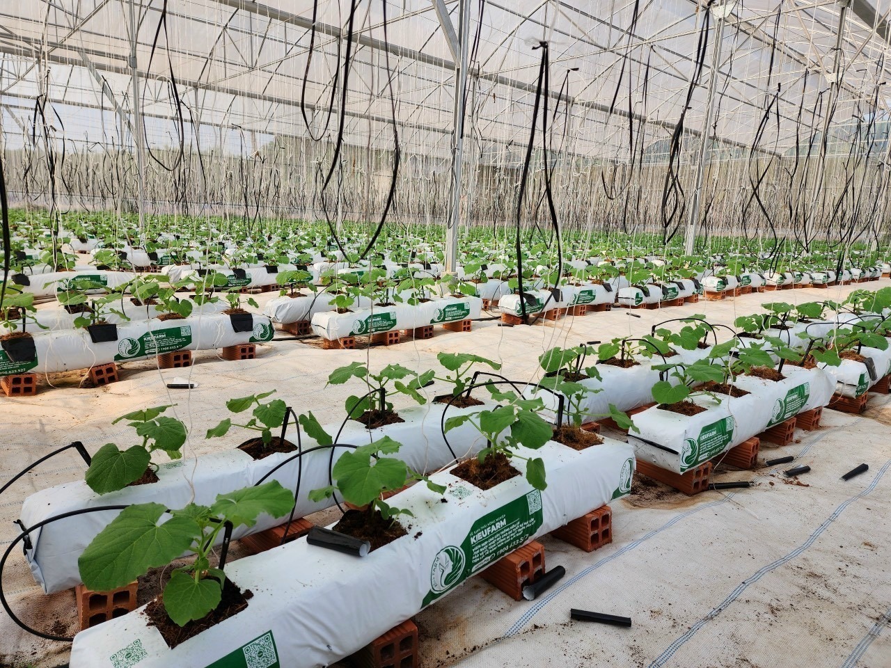 gia the xo dua trong cay 4 lo kieufarm