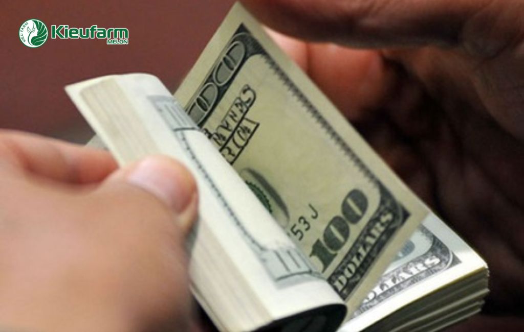 Chi phí làm nhà màng dưa lưới Kieufarm