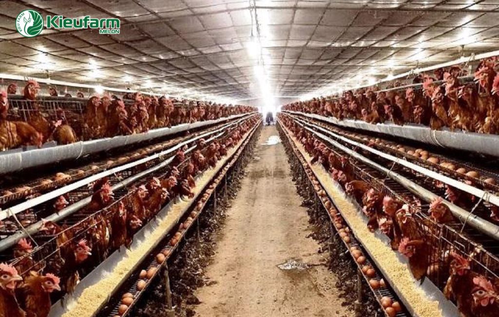 Mô hình chăn nuôi tự động hóa