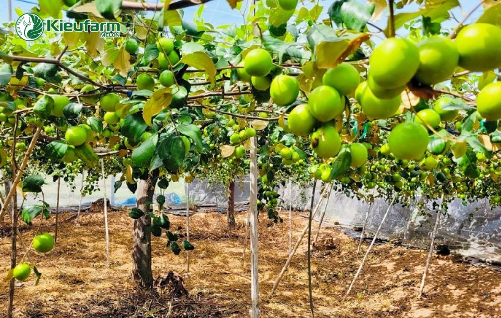 Mô hình trồng trái cây chuẩn VietGap