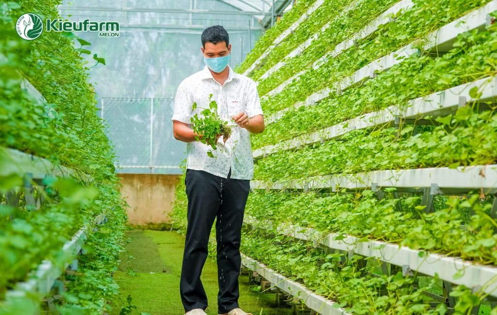 Đầu tư mô hình nhà màng