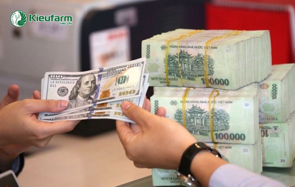 Chi phí làm nhà màng dưa lưới Dak Nong