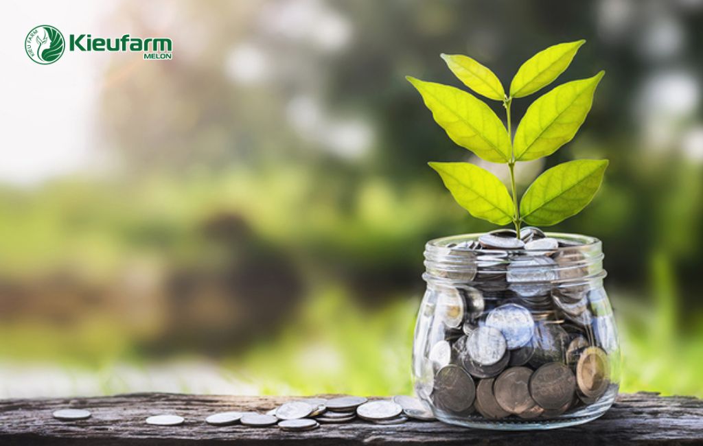 Chi phí thi công nhà màng dưa lưới