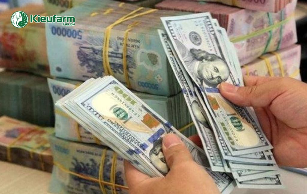 Chi phí làm nhà màng dưa lưới