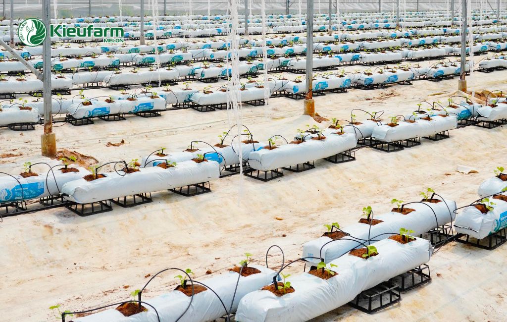 Chi phí để bắt đầu một dự án nhà màng dưa lưới