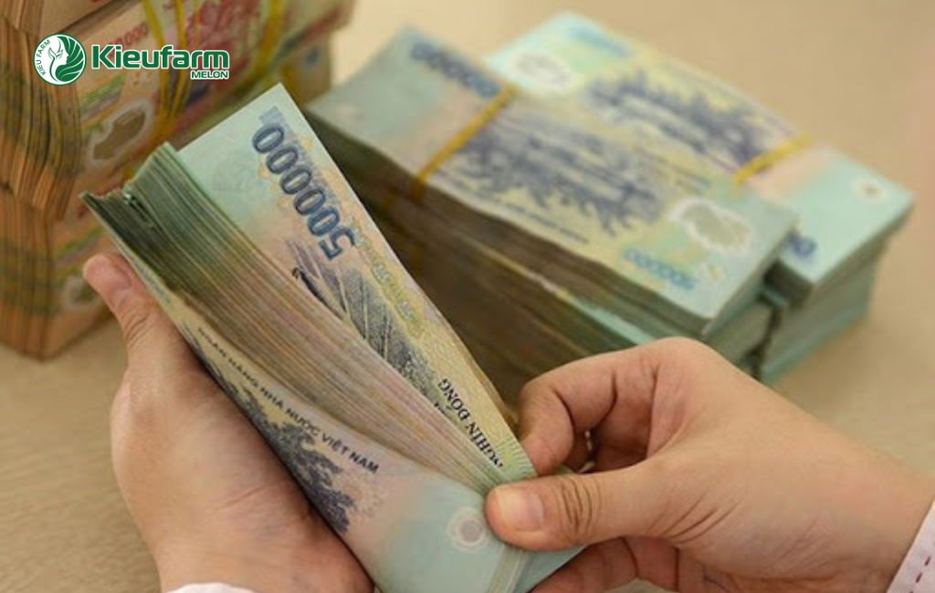 Chi phí thi công nhà màng trồng dưa lưới