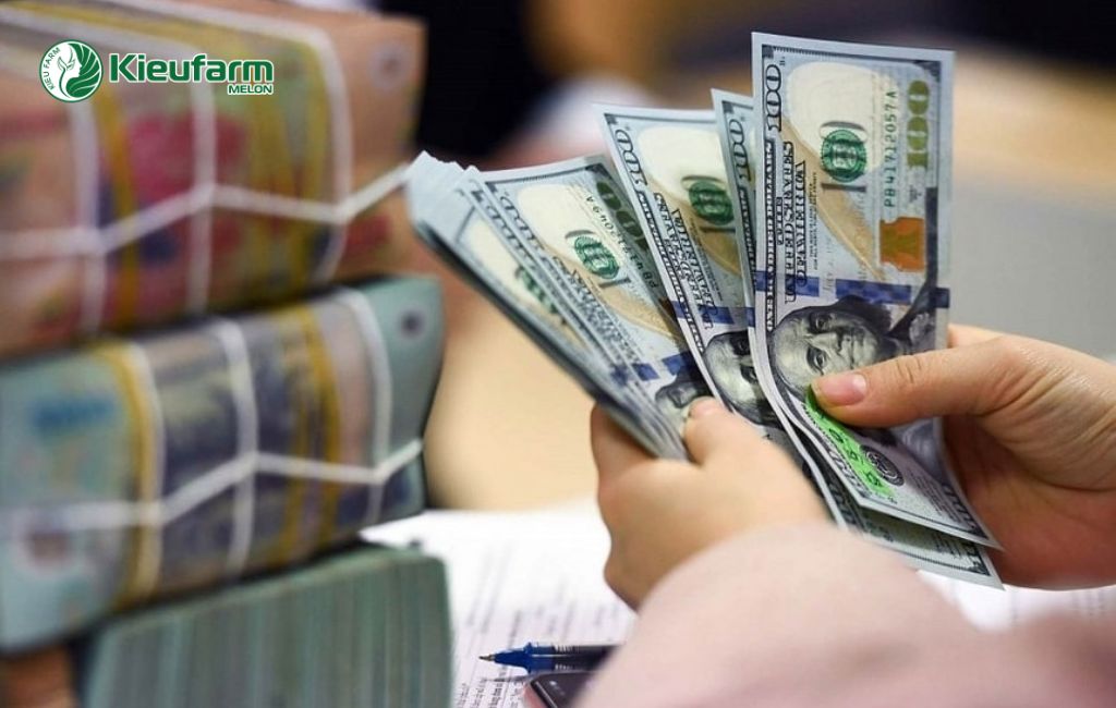 Chi phí làm nhà màng dưa lưới Gia Lai