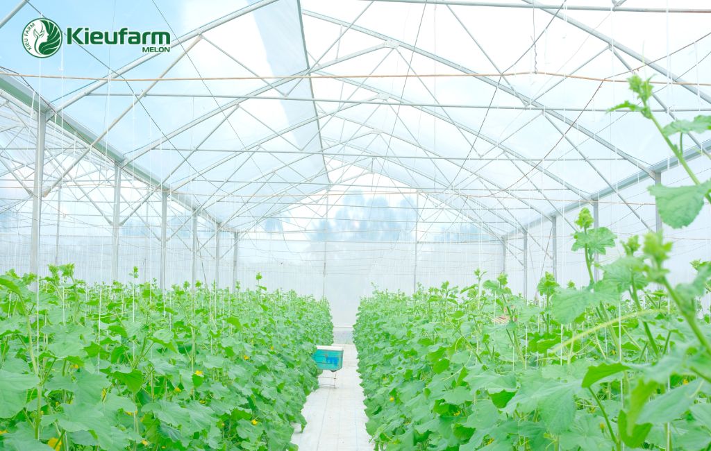 Chính sách hỗ trợ nông nghiệp công nghệ cao Khánh Hòa