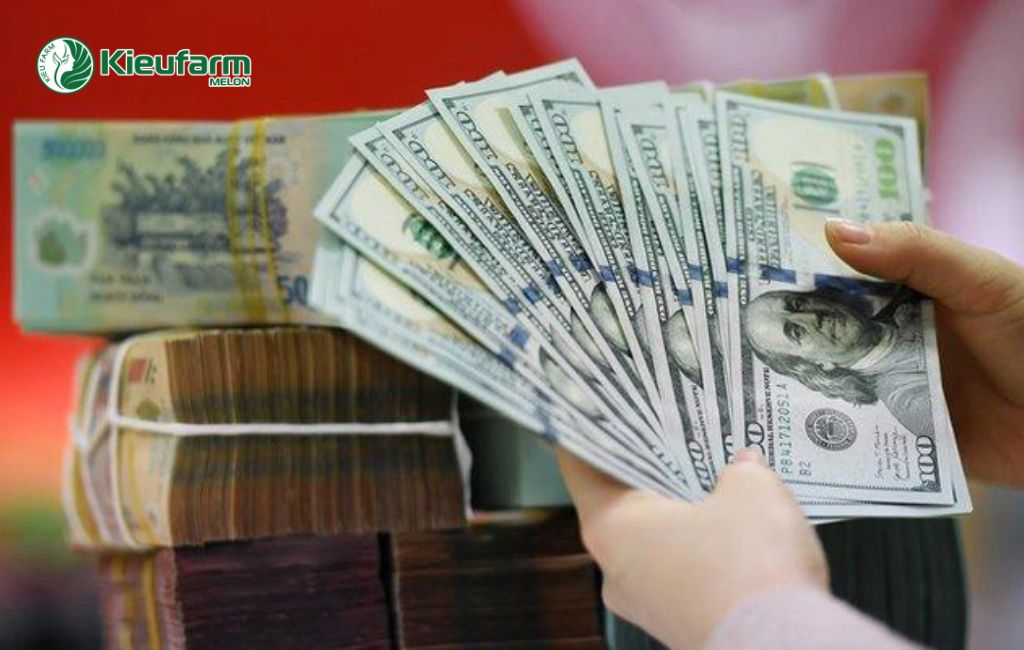 Chi phí làm nhà màng dưa lưới tại Dak Lak