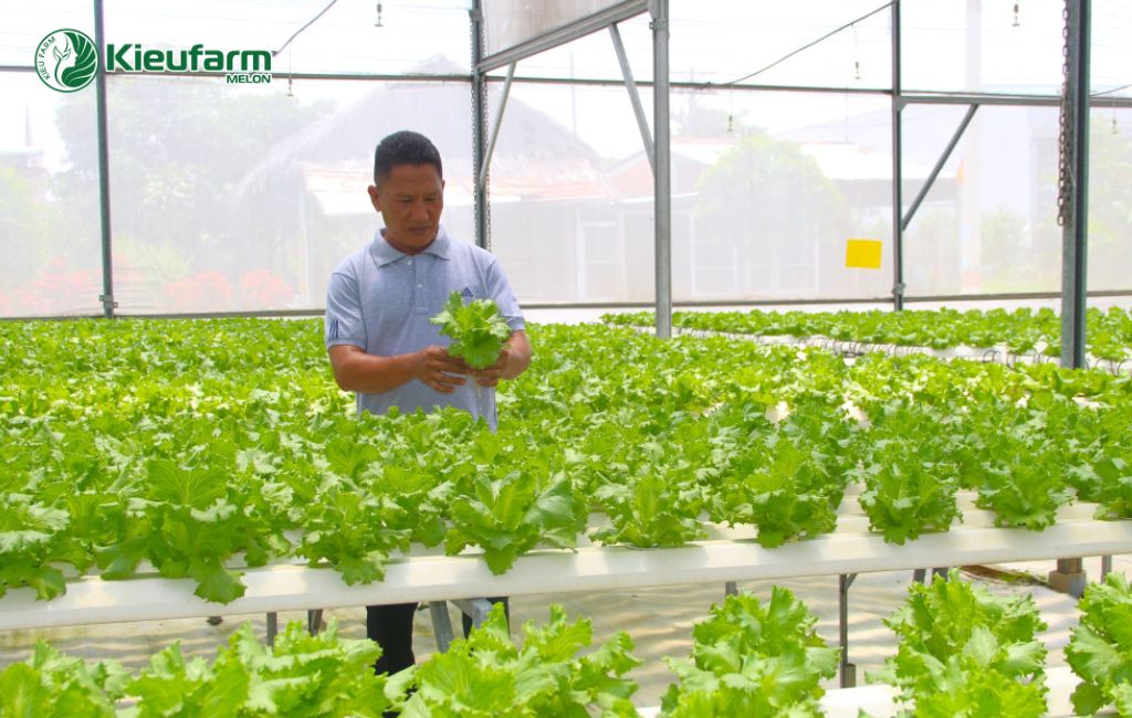 Nhà màng trồng rau hiện đại