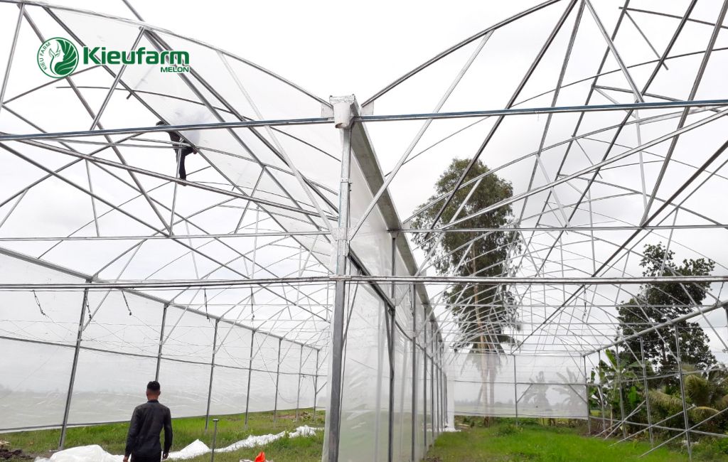 Mô hình nhà màng dưa lưới thực tế