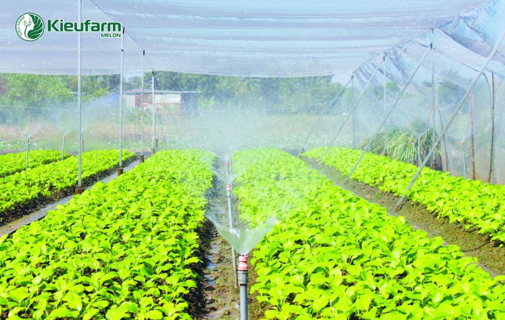 Trồng rau màu trong nhà màng