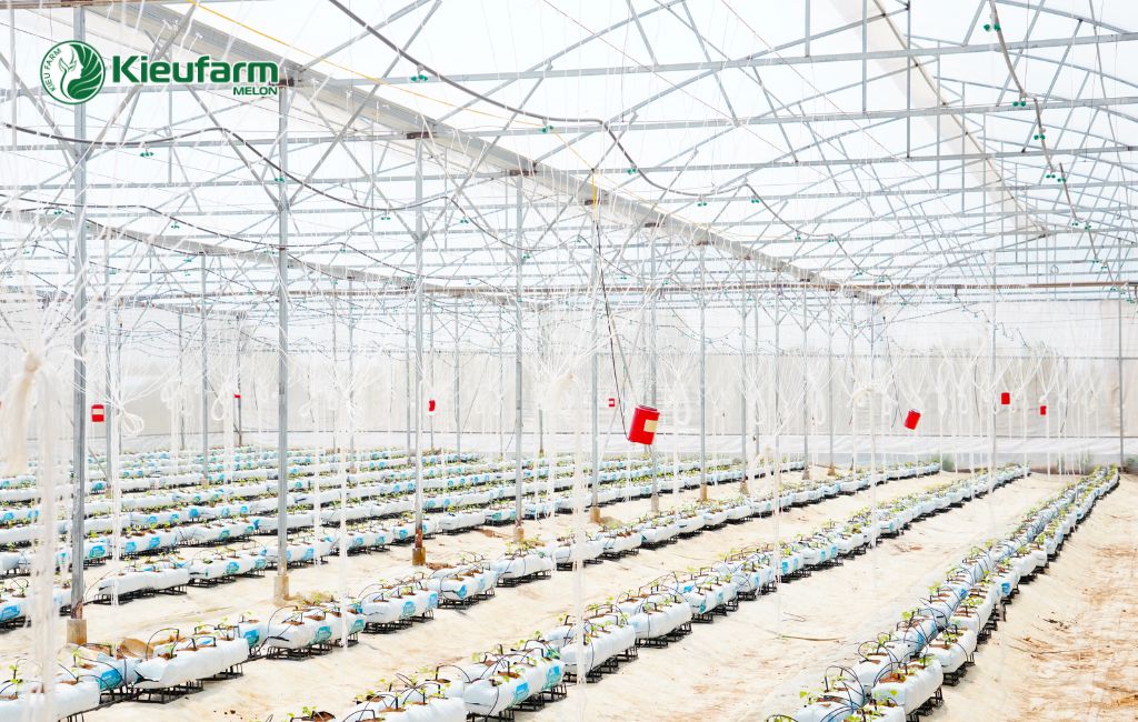 Dịch vụ thi công nhà màng dưa lưới chuyên nghiệp