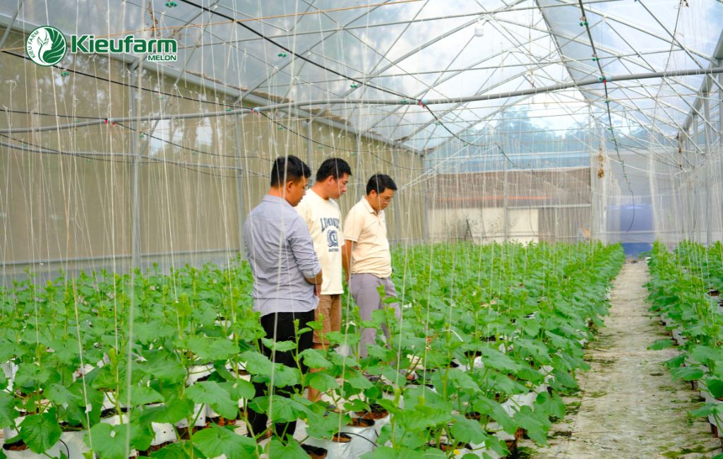 Dịch vụ thi công nhà màng dưa lưới tại Tiền Giang