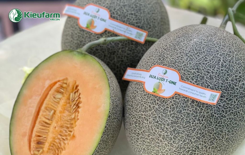 Dịch vụ thi công nhà màng và bao tiêu dưa lưới Kieufarm