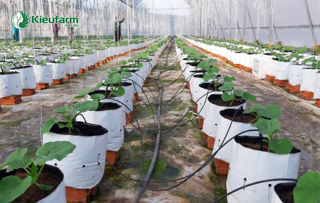 Dịch vụ thi công nhà màng uy tín