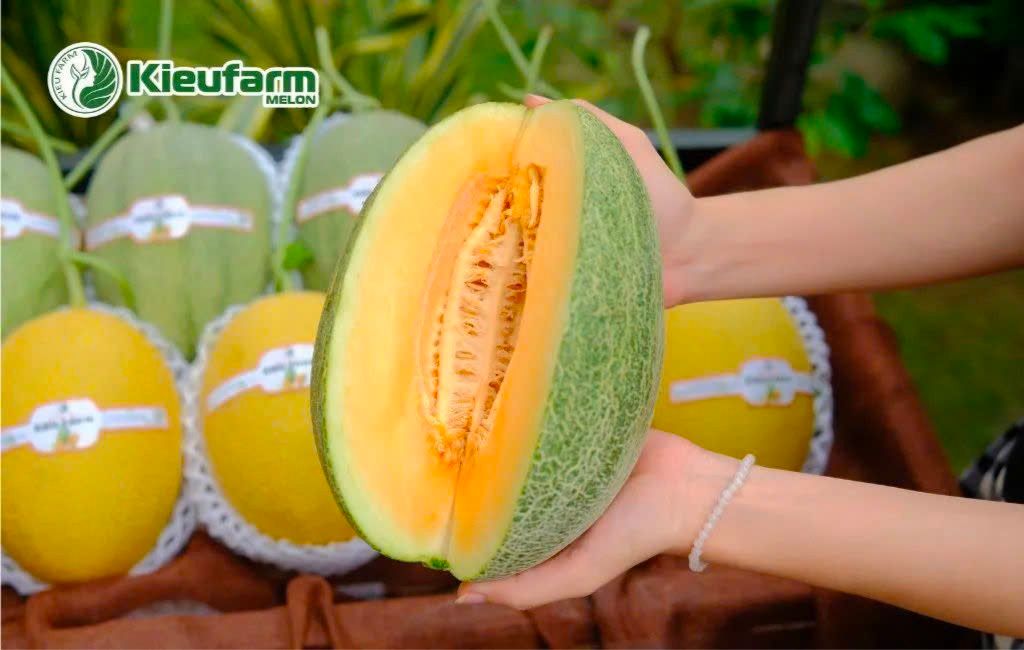 Dịch vụ thi công nhà màng dưa lưới chuyên nghiệp