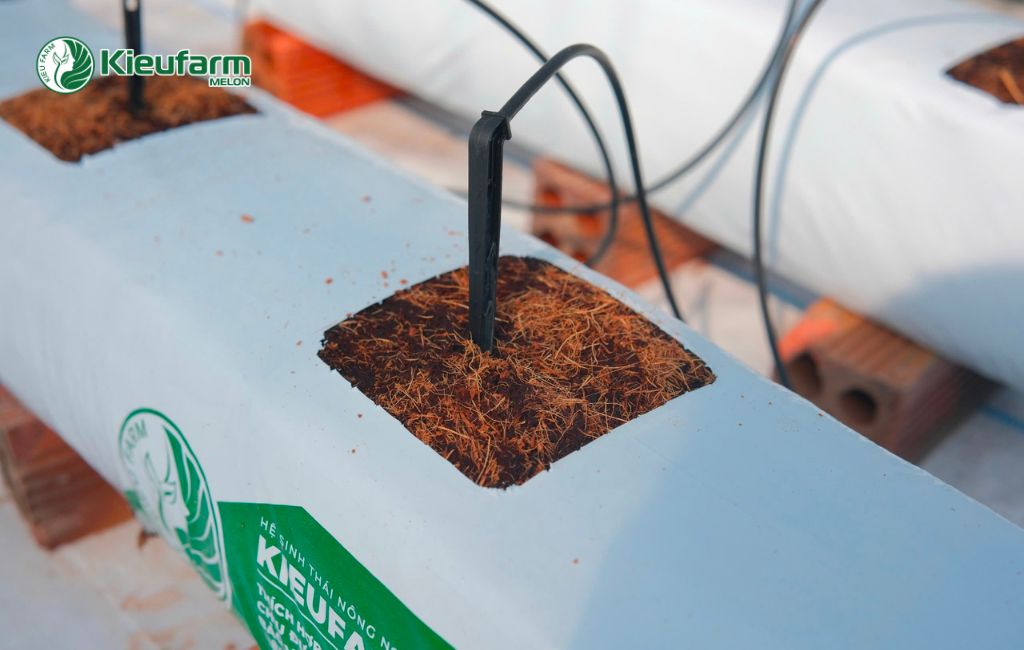 Dịch vụ thi công nhà màng dưa lưới chuyên nghiệp