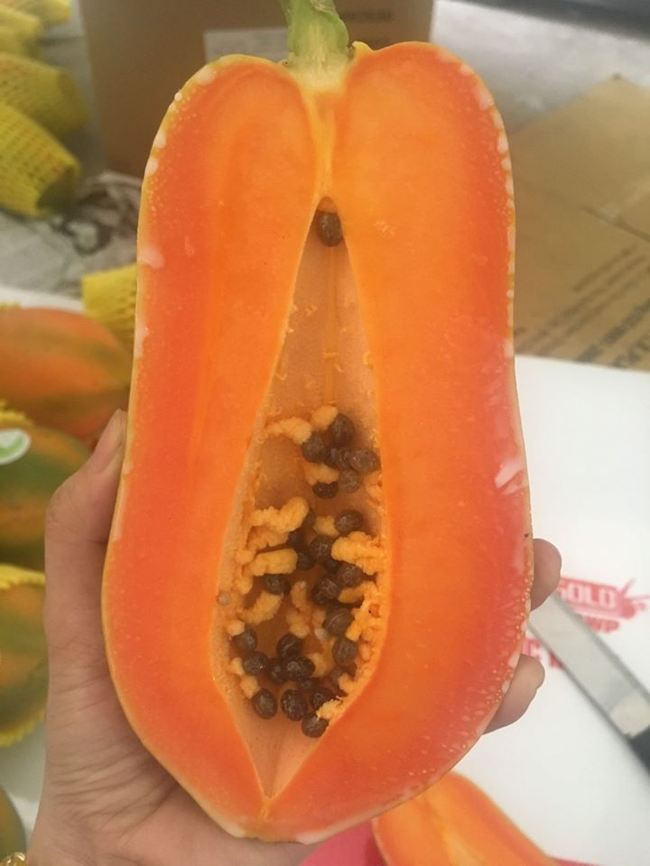 Đu Đủ giống Nhật KieuFarm - 1kg