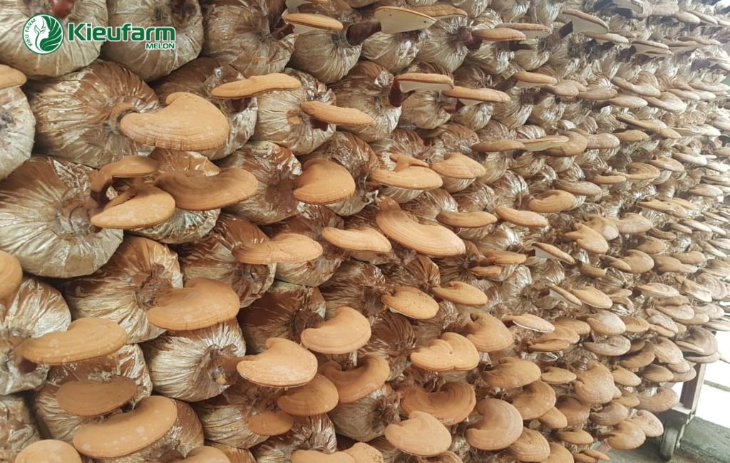 Trồng nấm công nghệ lạnh