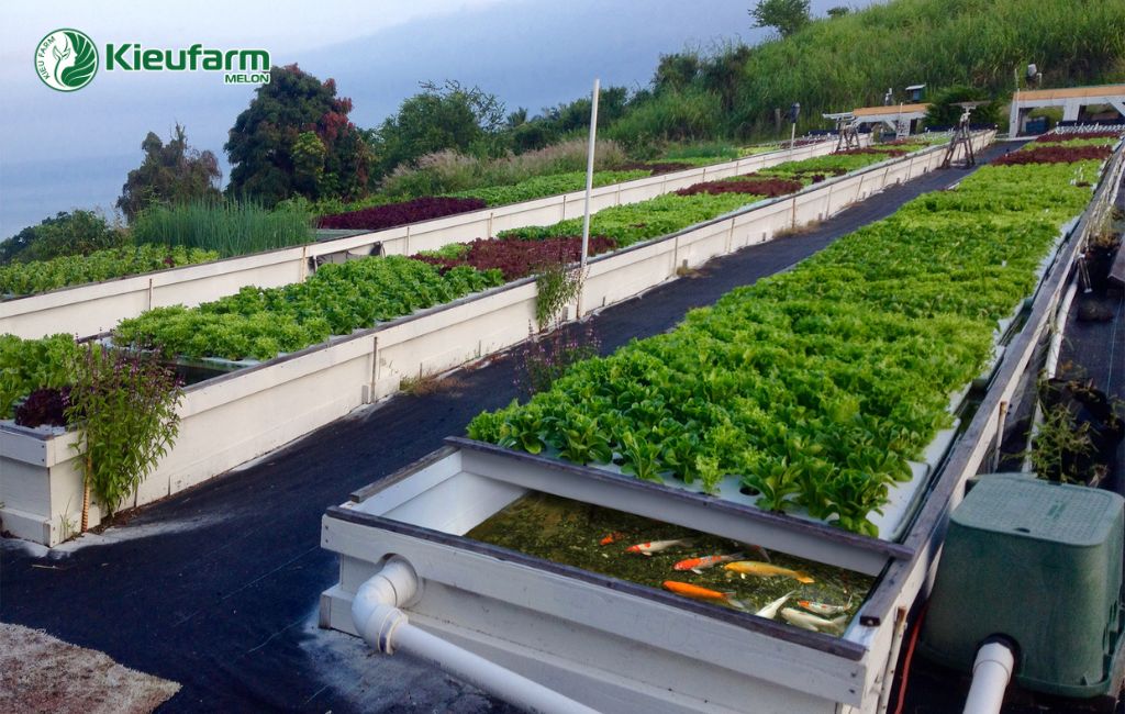 Mô hình kết hợp hiện đại