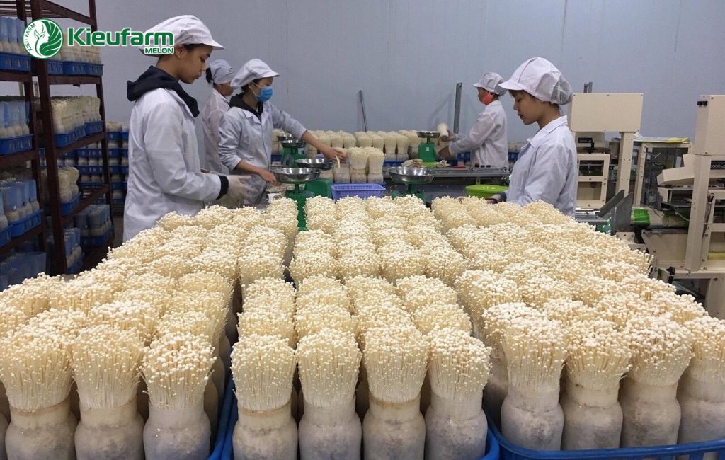 Sản xuất nấm công nghệ cao