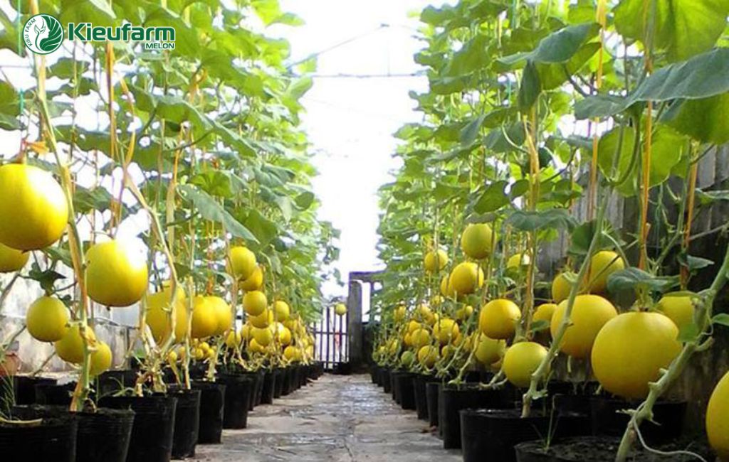 Nhà màng trồng dưa lưới