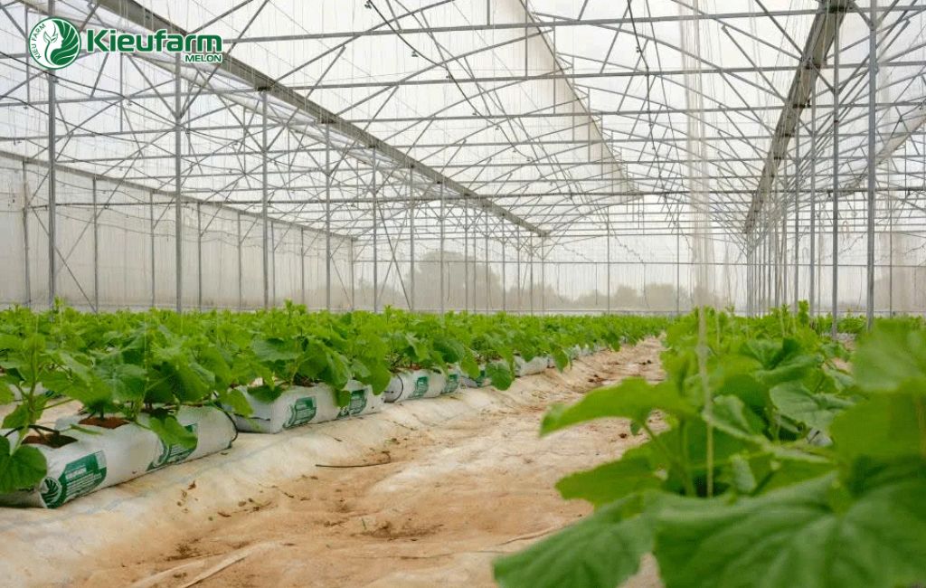 Mô hình nhà màng dưa lưới