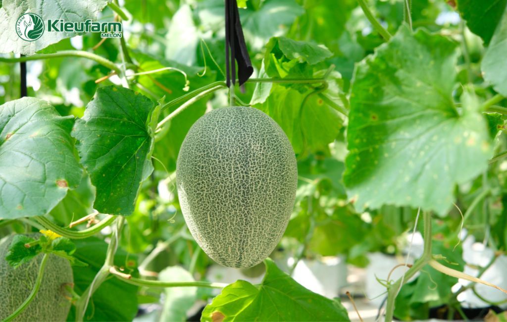 Mô hình nhà màng dưa lưới