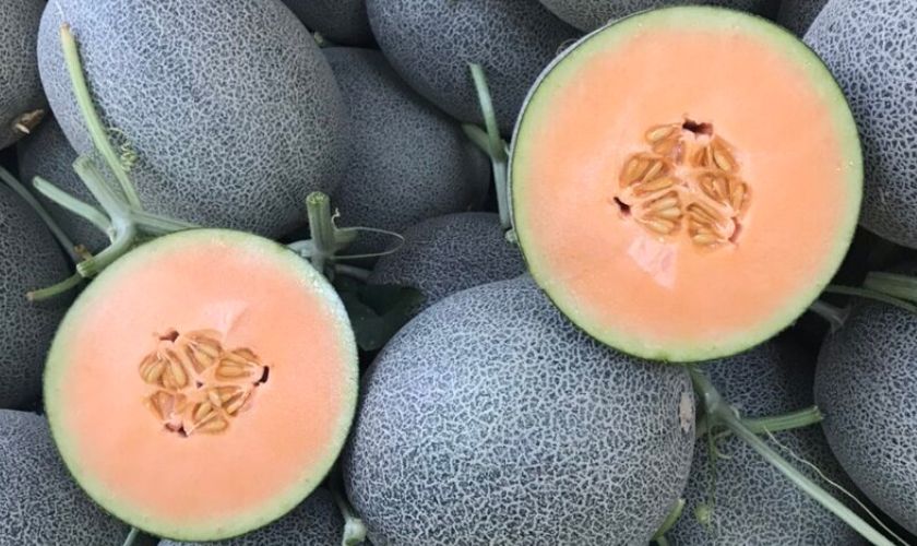 Cách khắc phục dưa lưới bị nứt vỏ