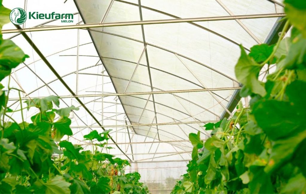 Mô hình nhà màng dưa lưới