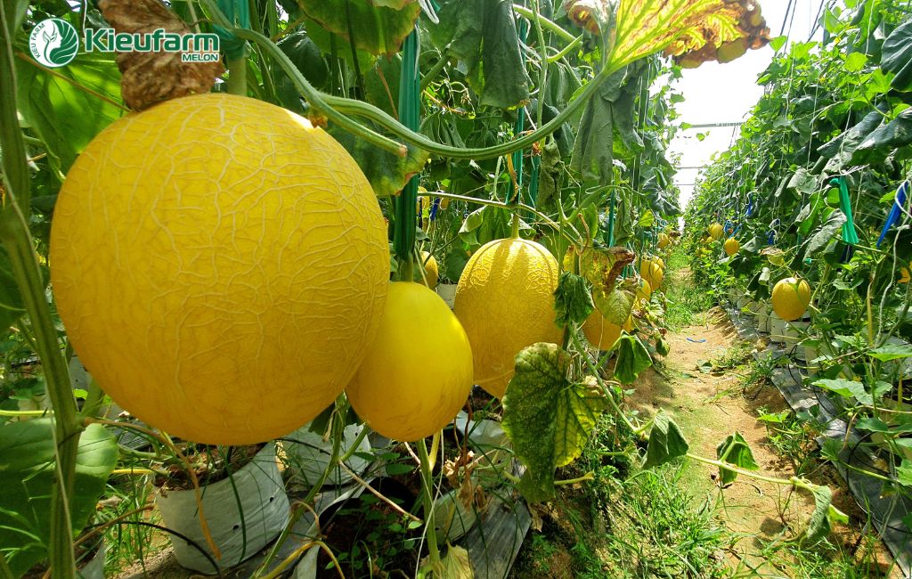 Mô hình nhà màng dưa lưới