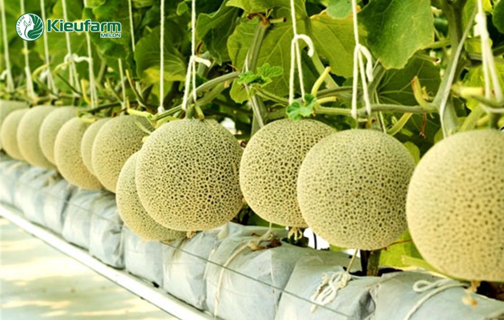 Chính sách hỗ trợ nông nghiệp nhà màng dưa lưới