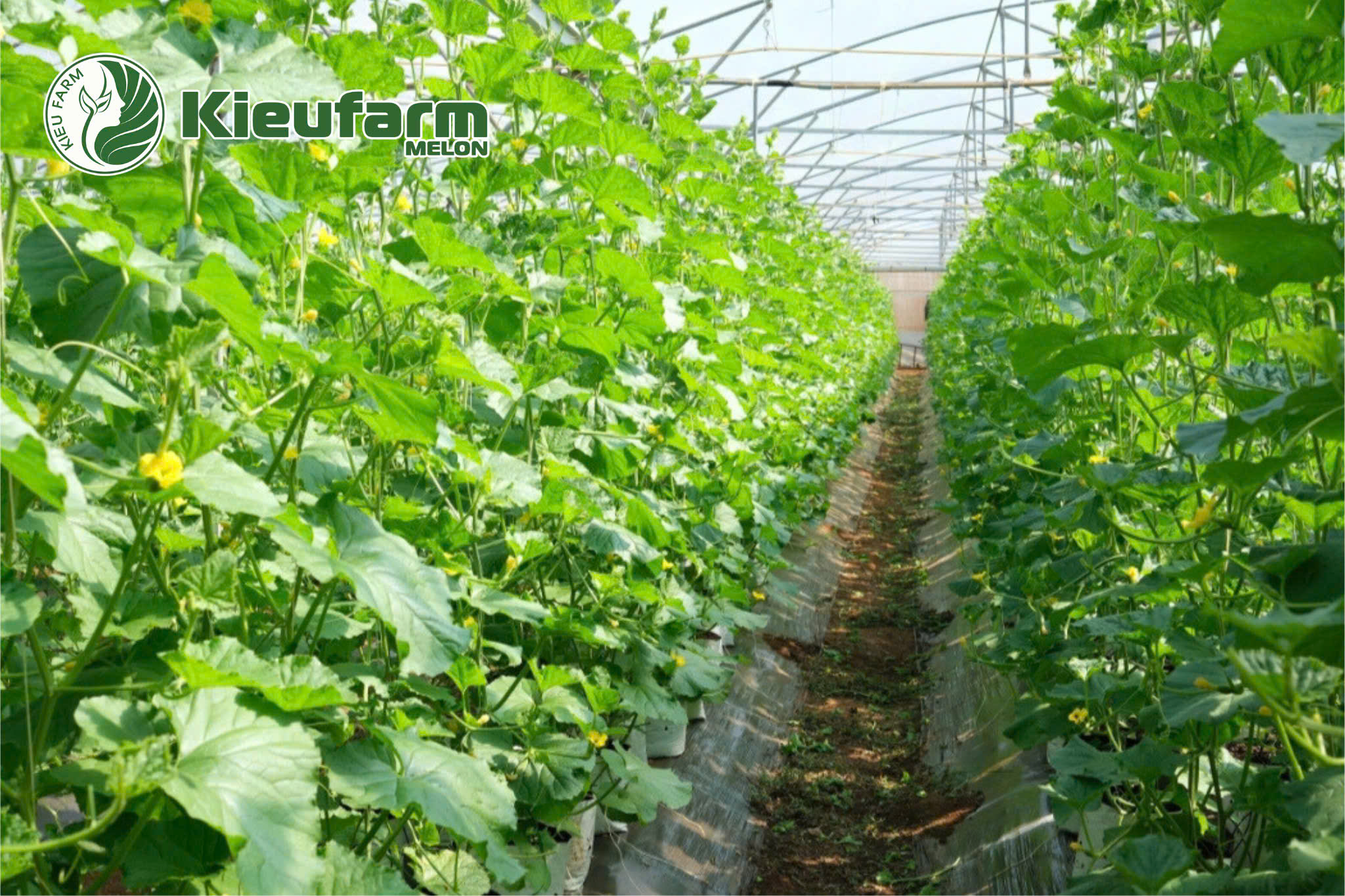 Điều kiện môi trường như nhiệt độ và độ ẩm ảnh hưởng rất lớn đến khả năng đậu trái trong giai đoạn hoa.