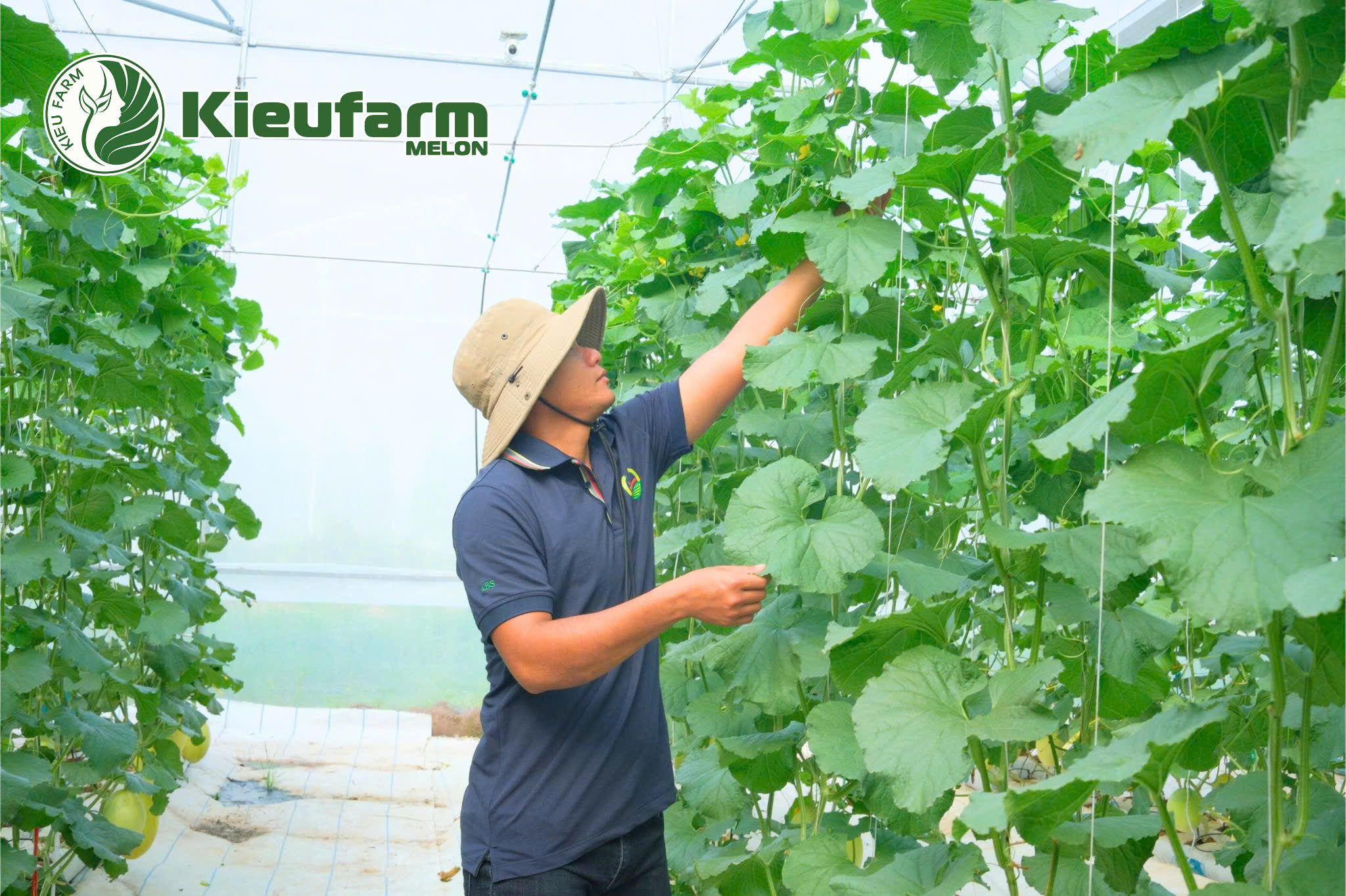 Nhà vườn cần cân đối giữa dinh dưỡng, điều kiện môi trường và sức sinh trưởng tự nhiên của cây