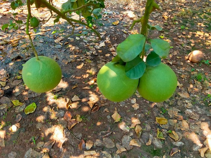 Bưởi Da Xanh Phương Uyên - 1kg