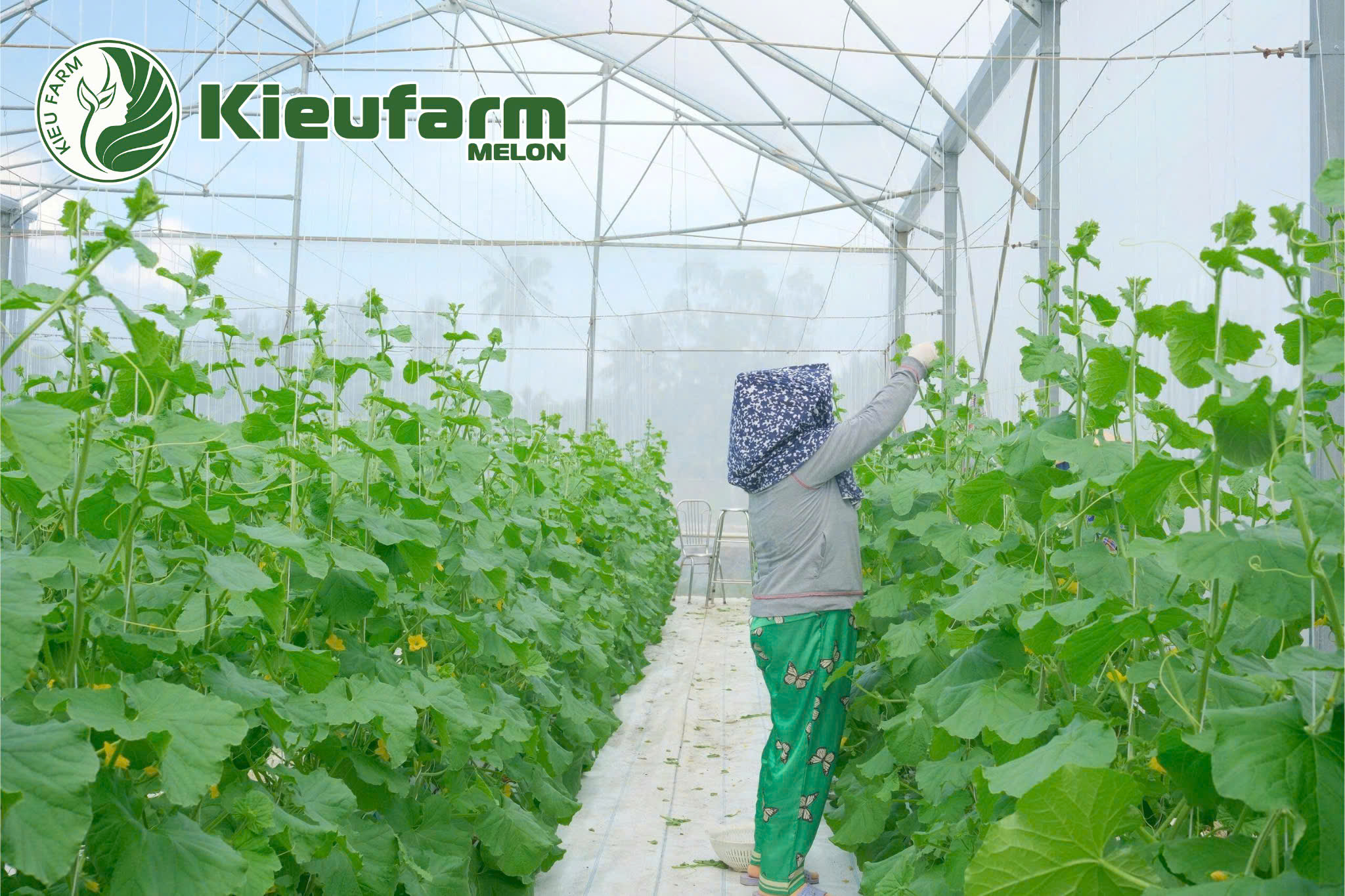 Thụ phấn bằng tay đúng kỹ thuậi giúp tăng tỷ lệ đậu trái có thể đạt trên 95%, cao hơn hẳn so với thụ phấn tự nhiên.